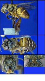   A. nuluensis  worker, photo: A.H. Smith-Pardo 
